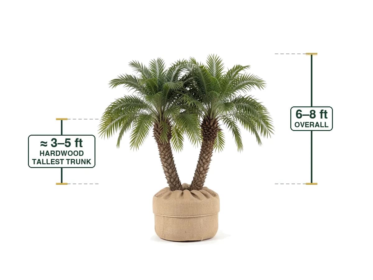 Pygmy Date Palm Double, Field Grown 6'-8'