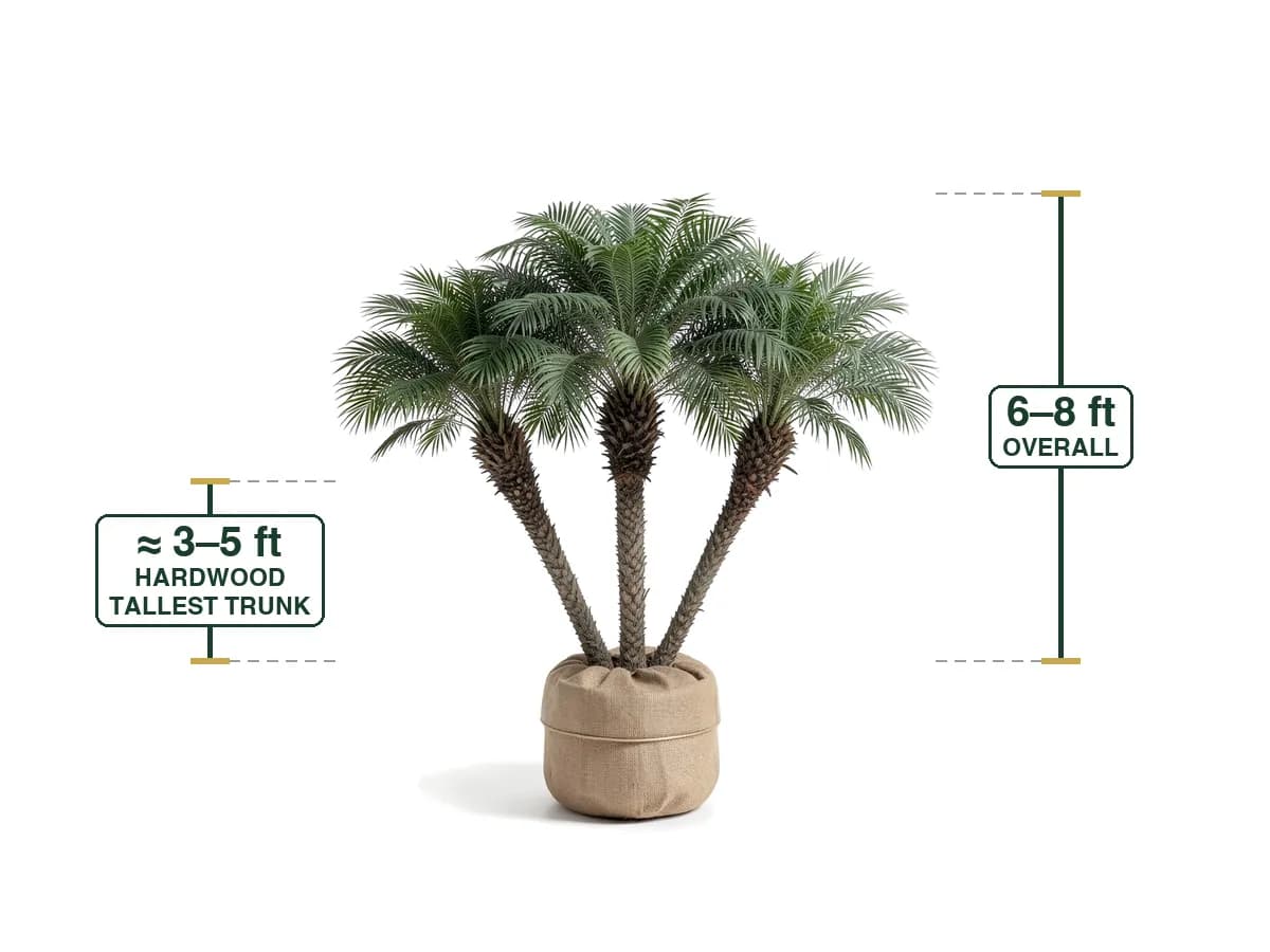 Pygmy Date Palm Multi-Trunk