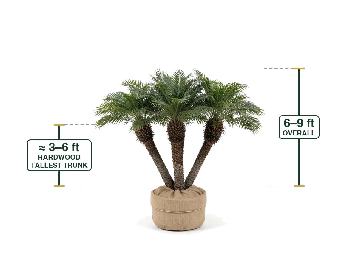 Pygmy Date Palm Triple, Field Grown 6'-9'