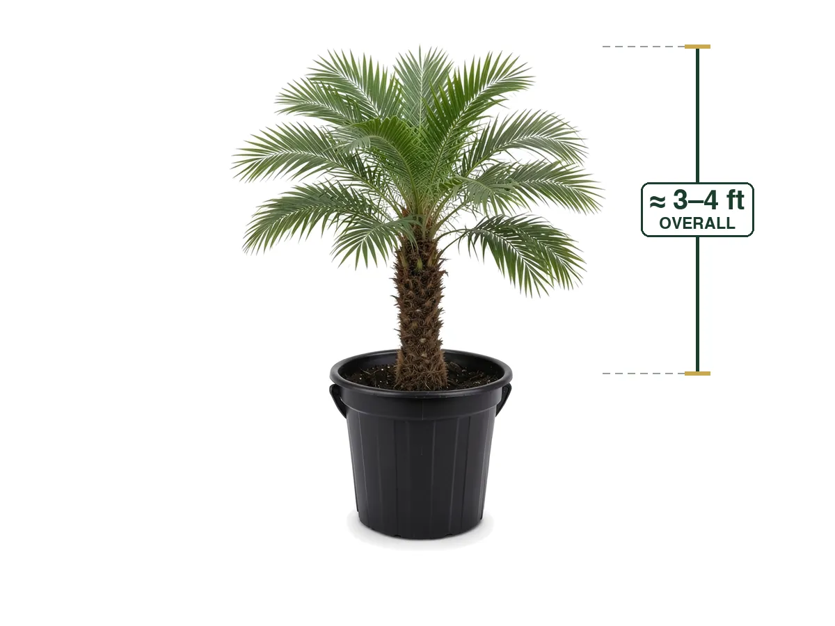 Pygmy Date Palm, 15 Gallon