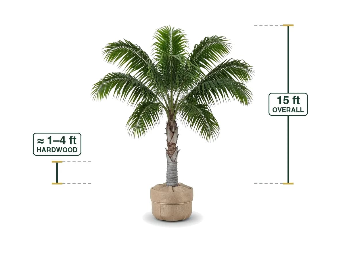 Queen Palm
