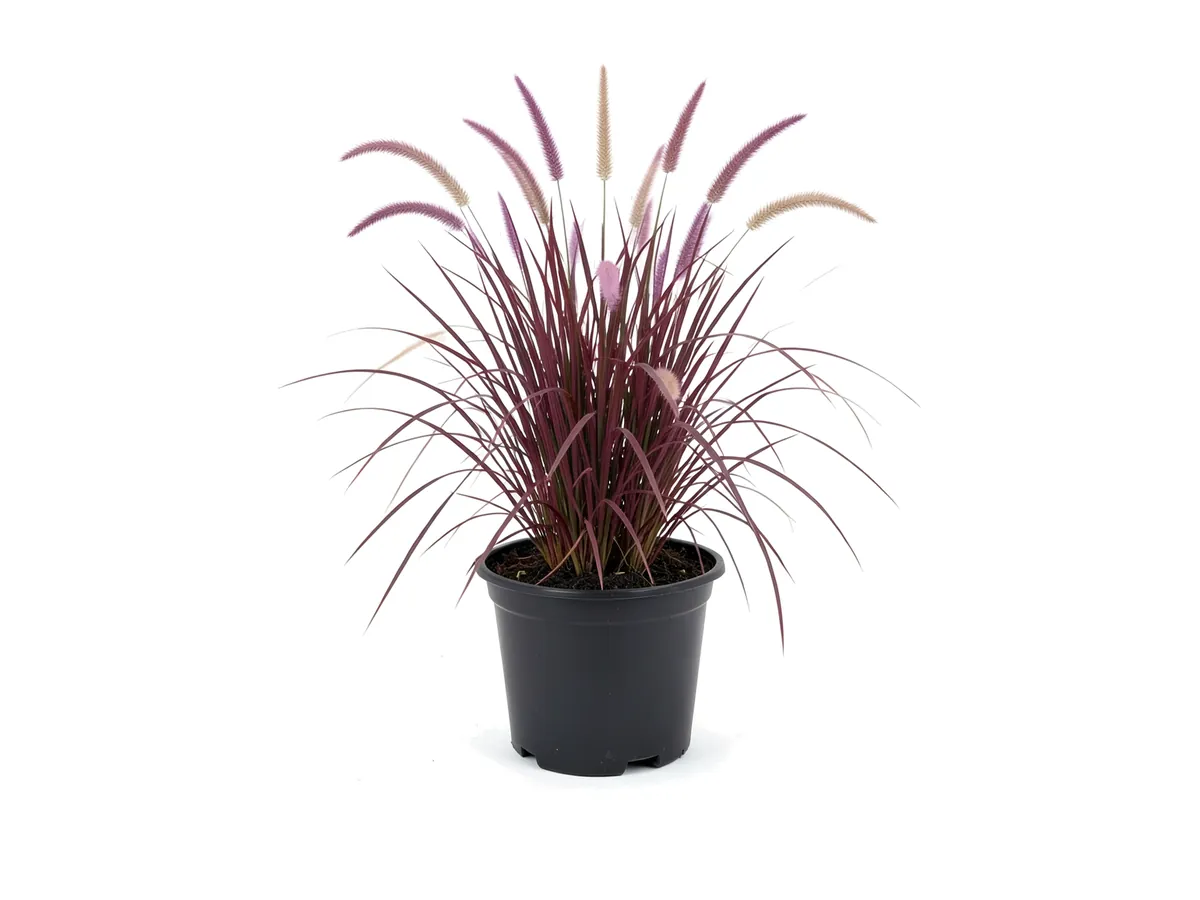 Red Fountain Grass, 3 Gallon