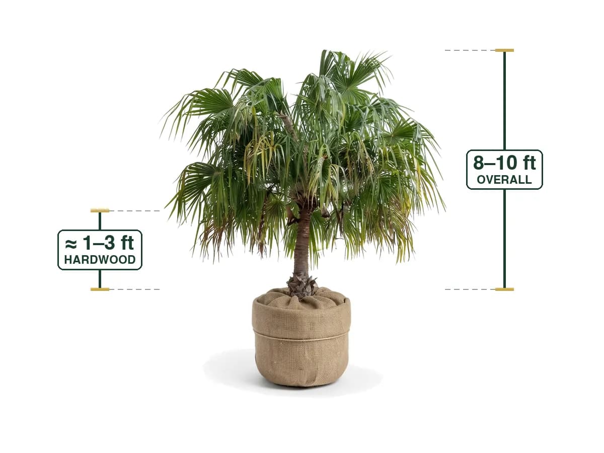 Illustration of a Ribbon Palm (Field Grown 8'-10') for sale at Florida Palm and Plant Co. in SW Florida