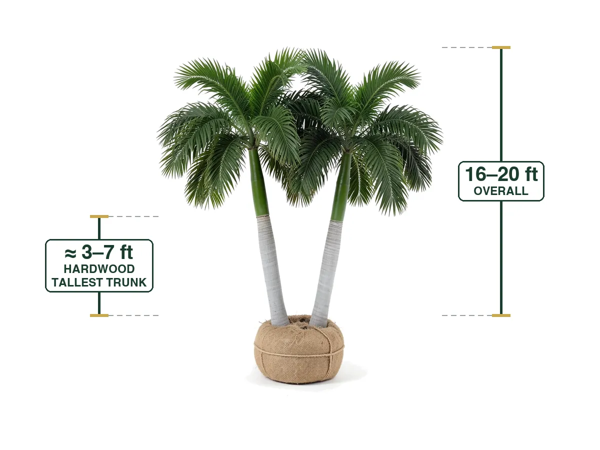 Royal Palm Double, Field Grown 16'-20'