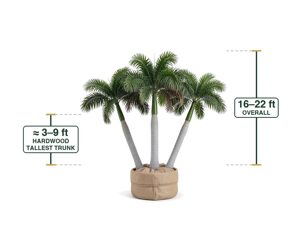 Royal Palm Triple, Field Grown 16'-22'
