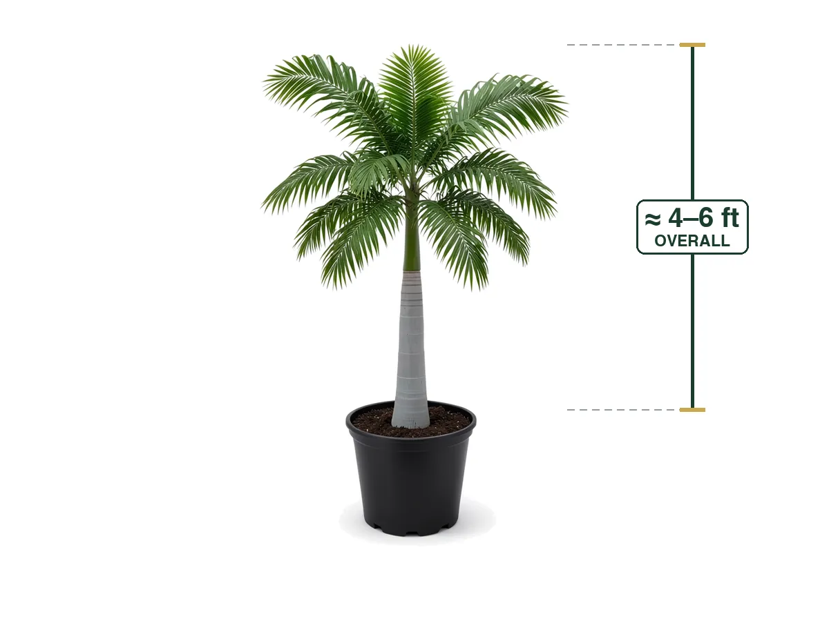 Royal Palm, 7 Gallon