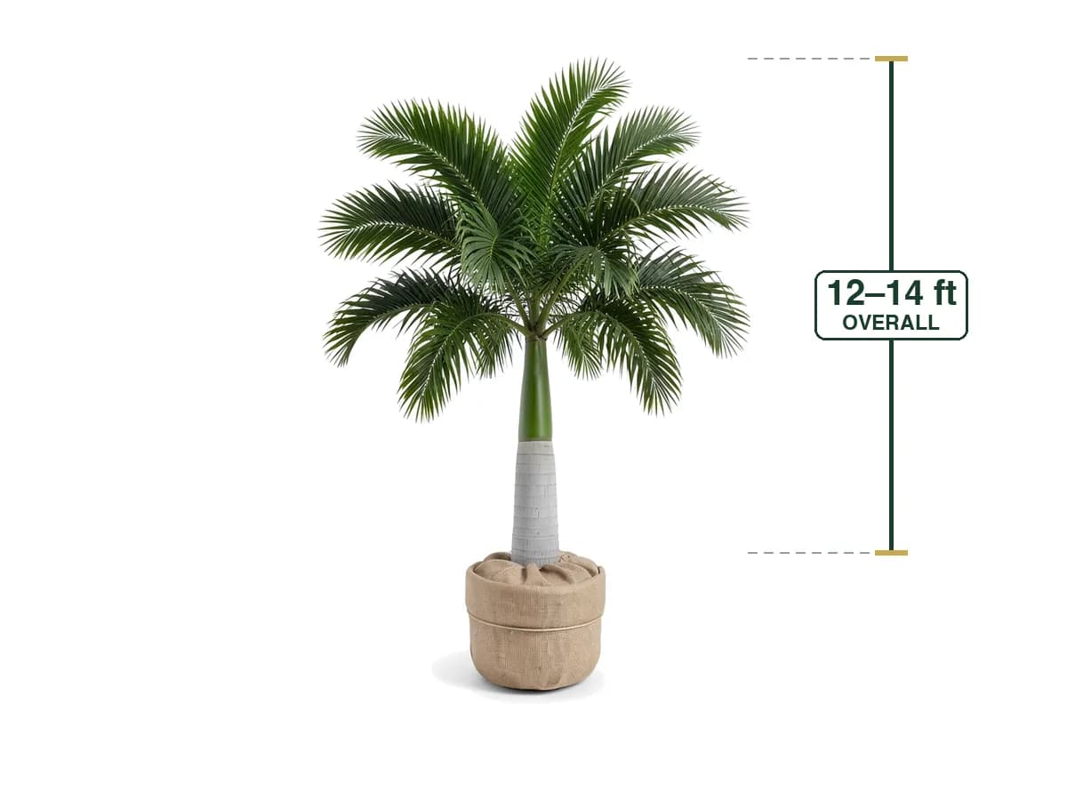 Royal Palm delivered and installed in Cape Coral, FL by Florida Palm and Plant Co.