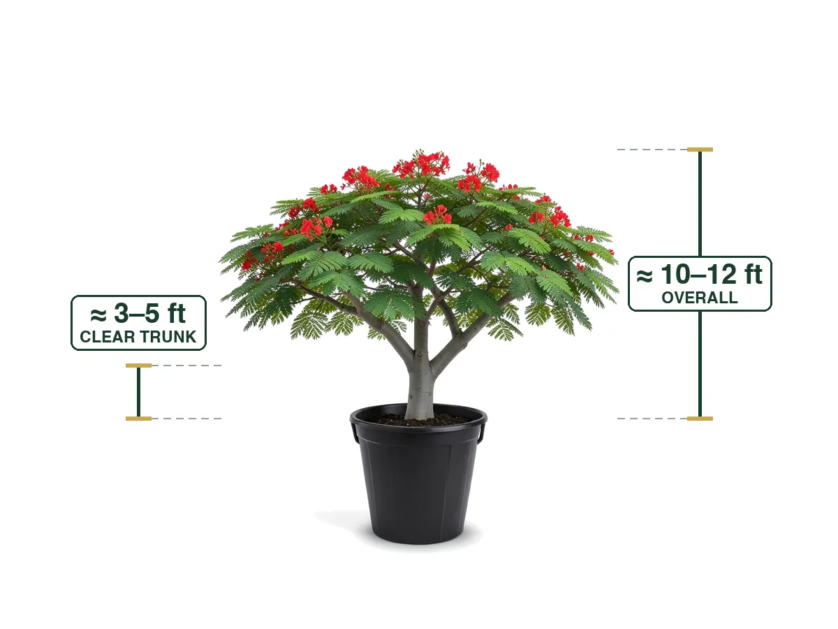 Royal Poinciana, 25 Gallon