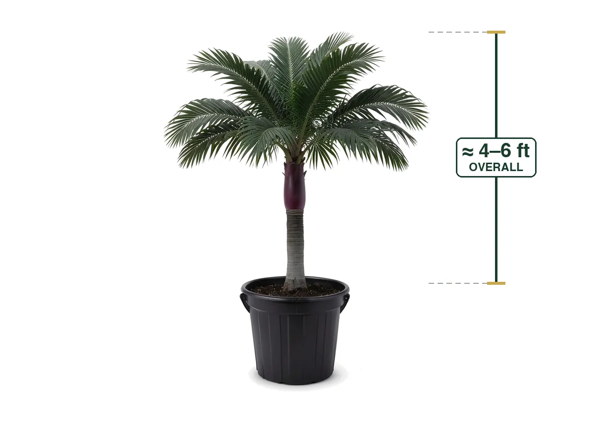 Satakentia Palm