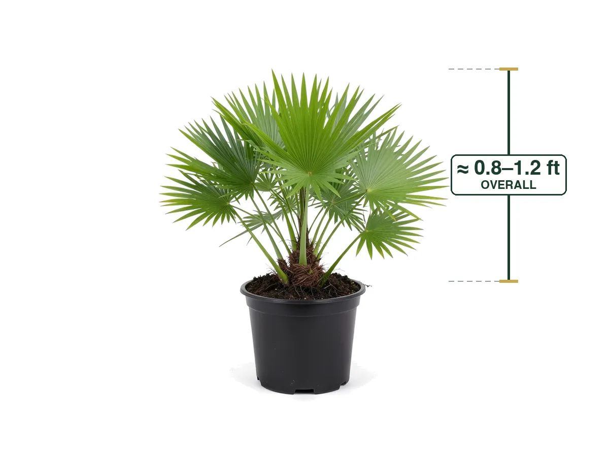 Saw Palmetto