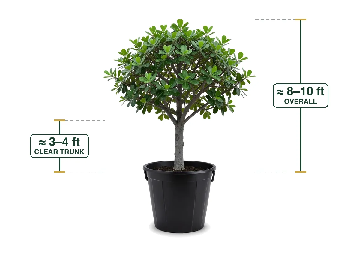Shady Lady Tree, 25 Gallon