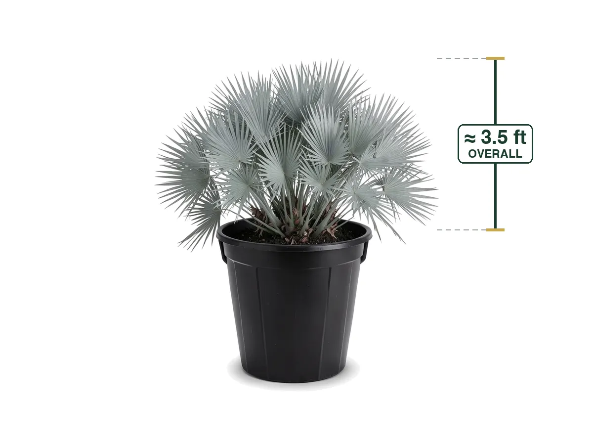 Illustration of a Silver Saw Palmetto (25 Gallon) for sale at Florida Palm and Plant Co. in SW Florida