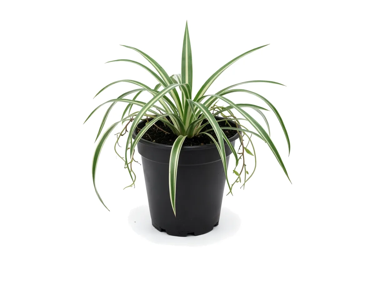 Spider Plant