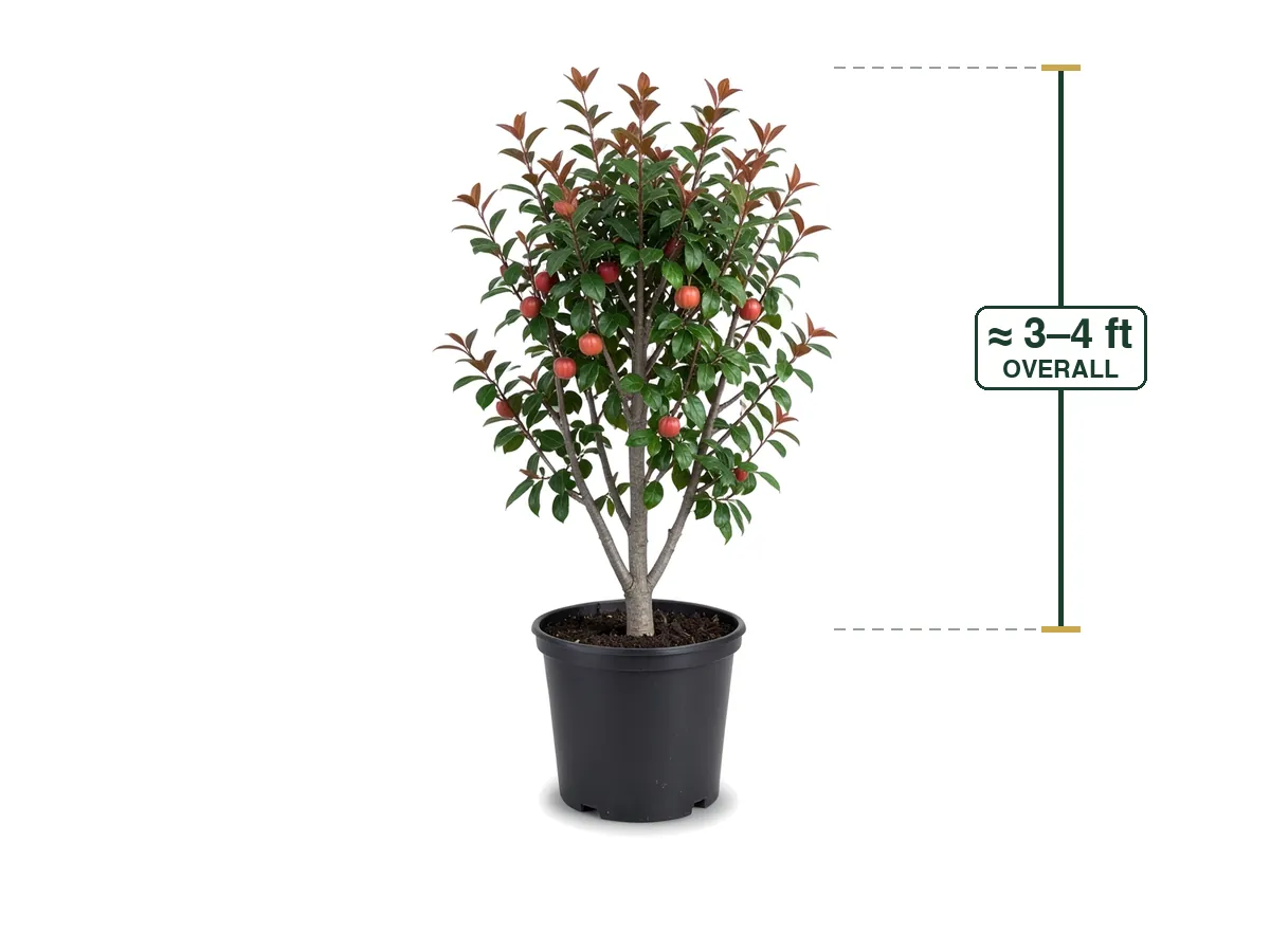 Surinam Cherry Tree, 7 Gallon