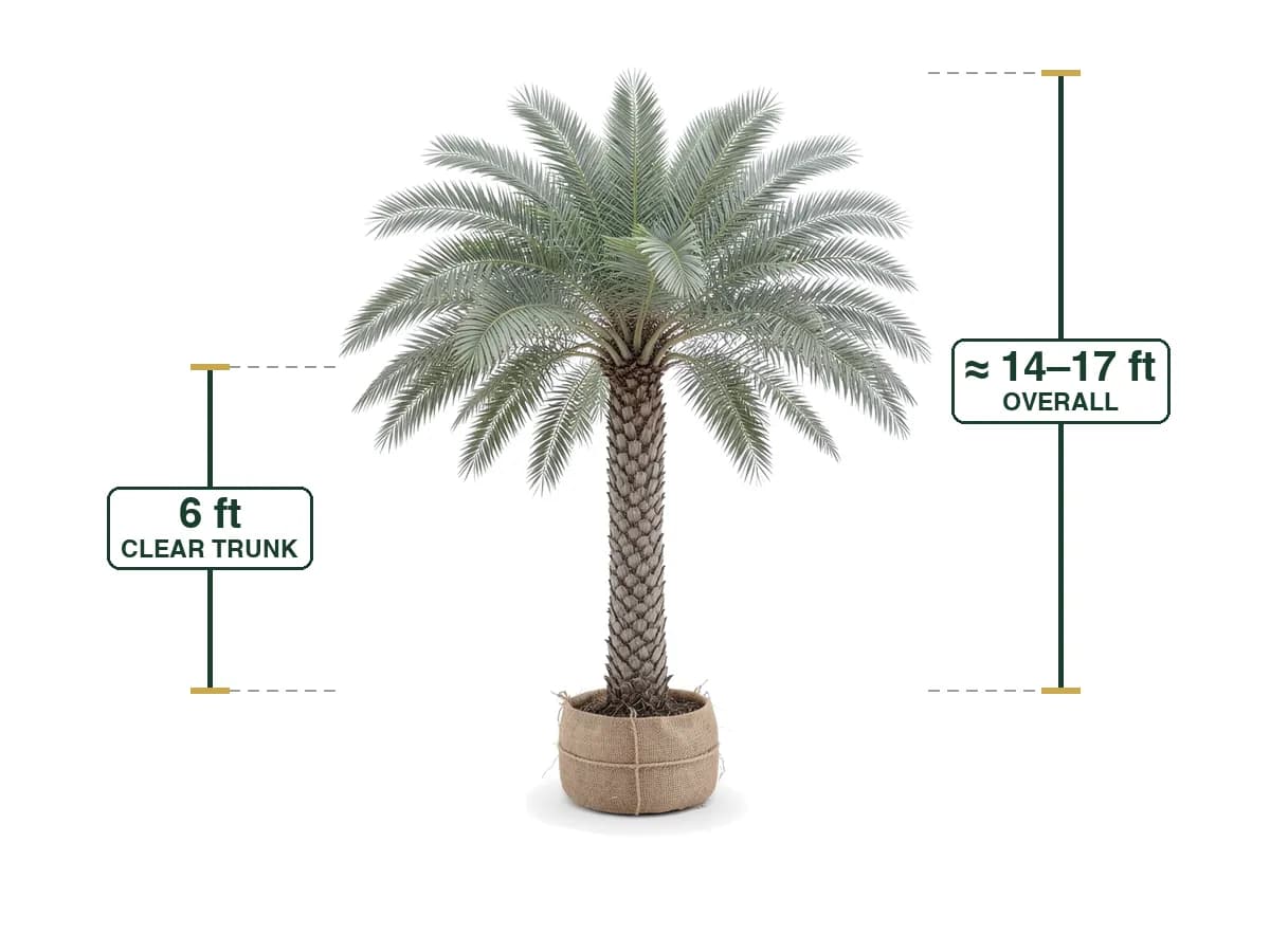 Sylvester Palm, 6'