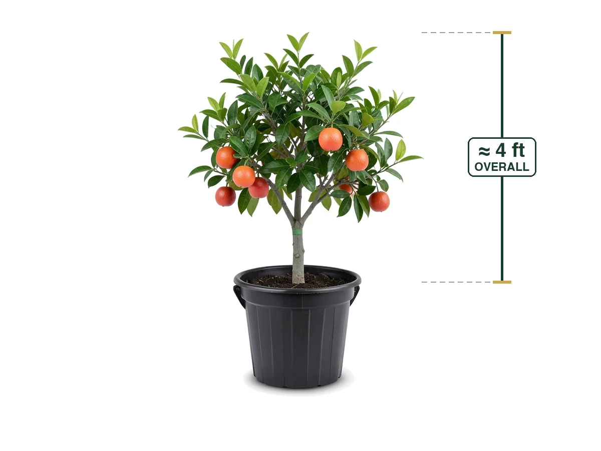 Tangelo Tree