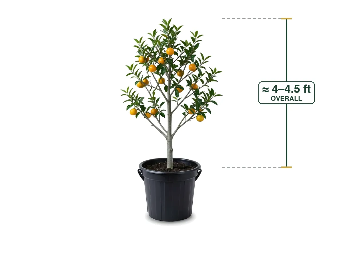 Tangerine Tree