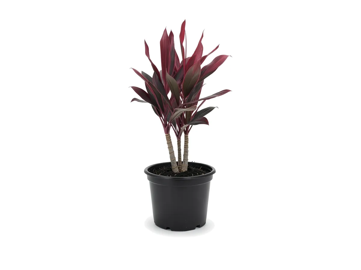 Ti Plant Red