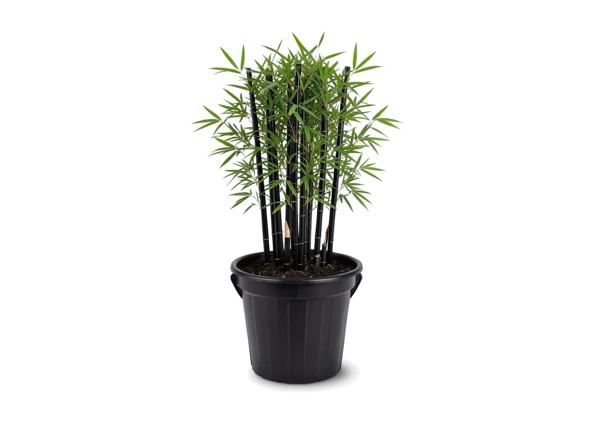 Timor Black Bamboo