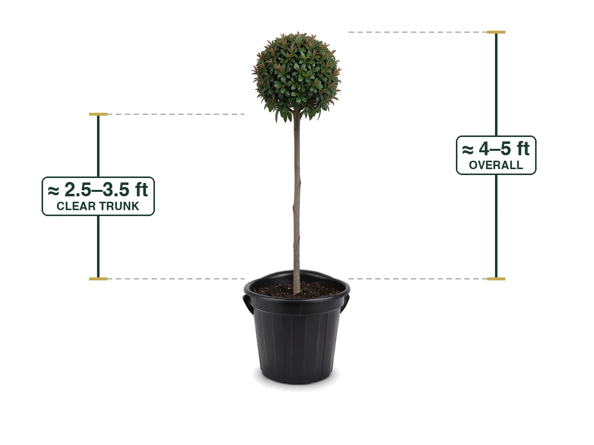 Topiary Ball Tree