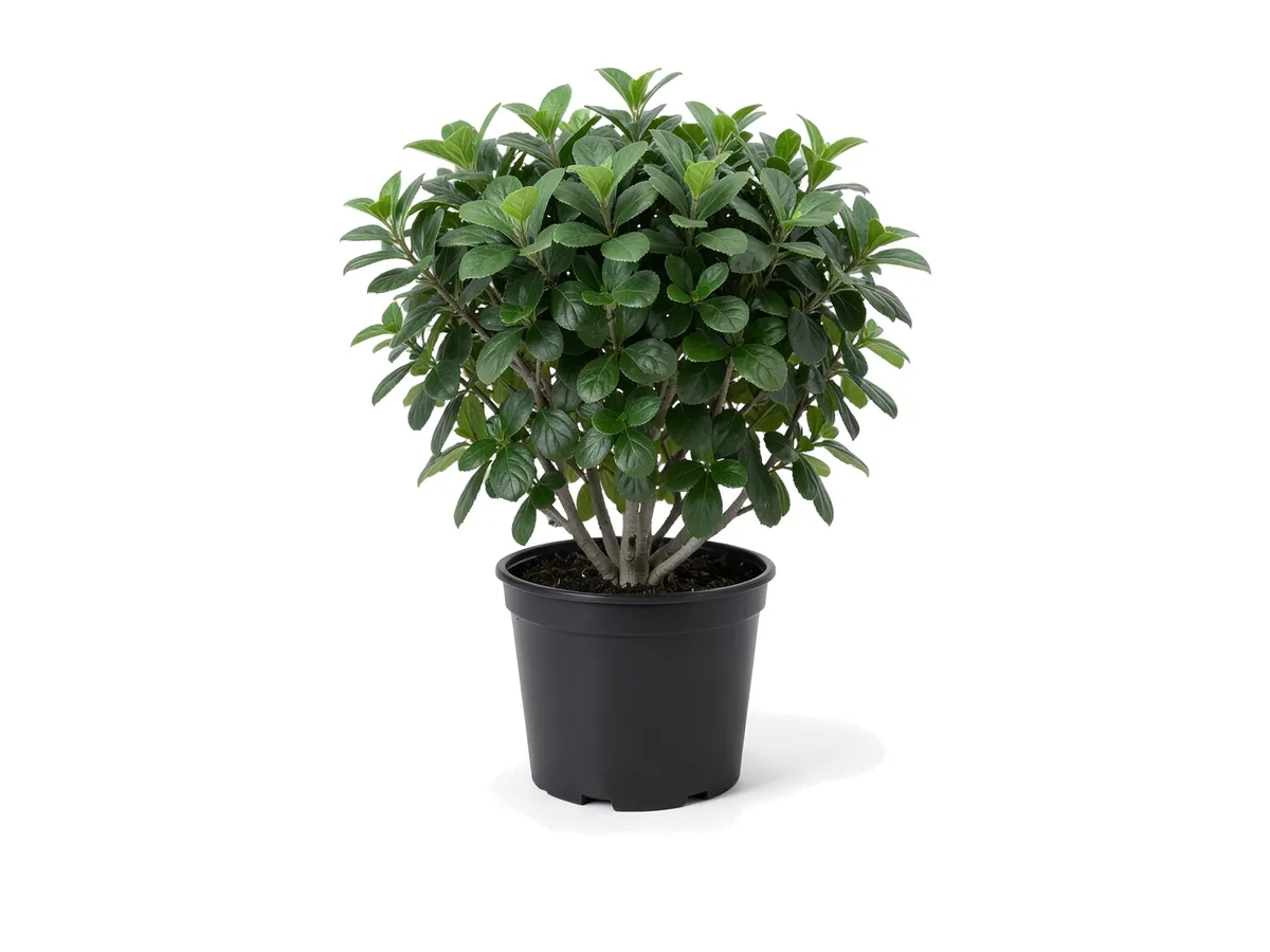 Viburnum Suspensum