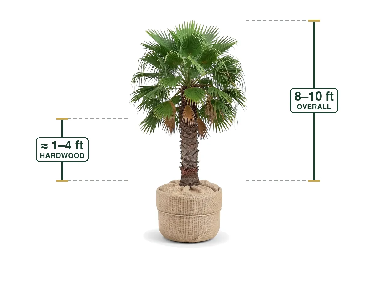Illustration of a Washingtonia Palm (Field Grown 8'-10') for sale at Florida Palm and Plant Co. in SW Florida