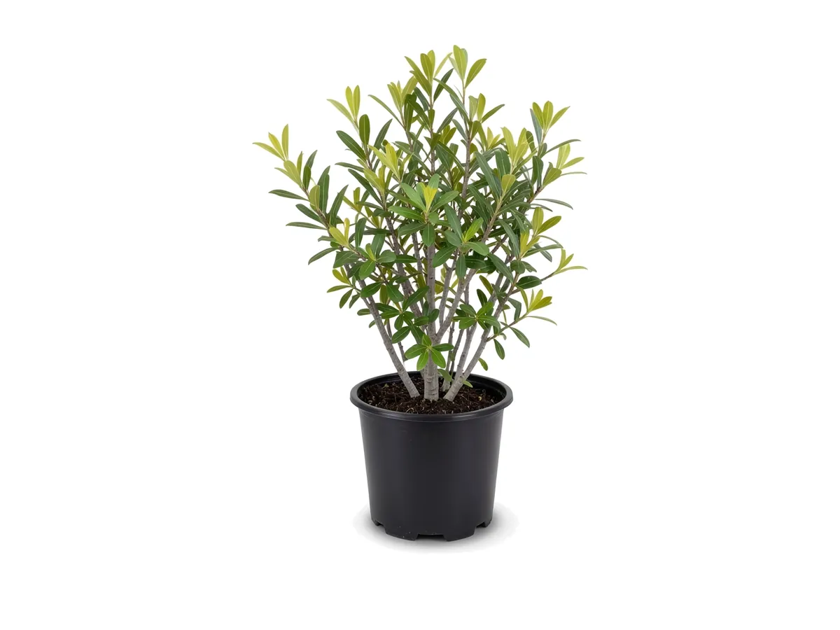 Wax Myrtle