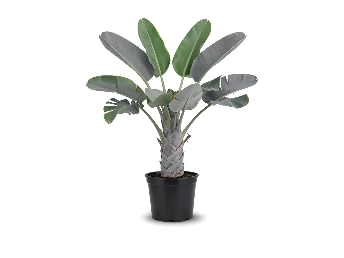 White Bird of Paradise, 7 Gallon