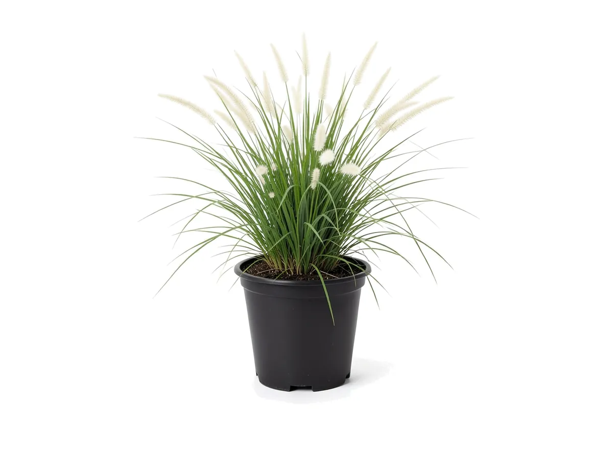 White Fountain Grass, 3 Gallon