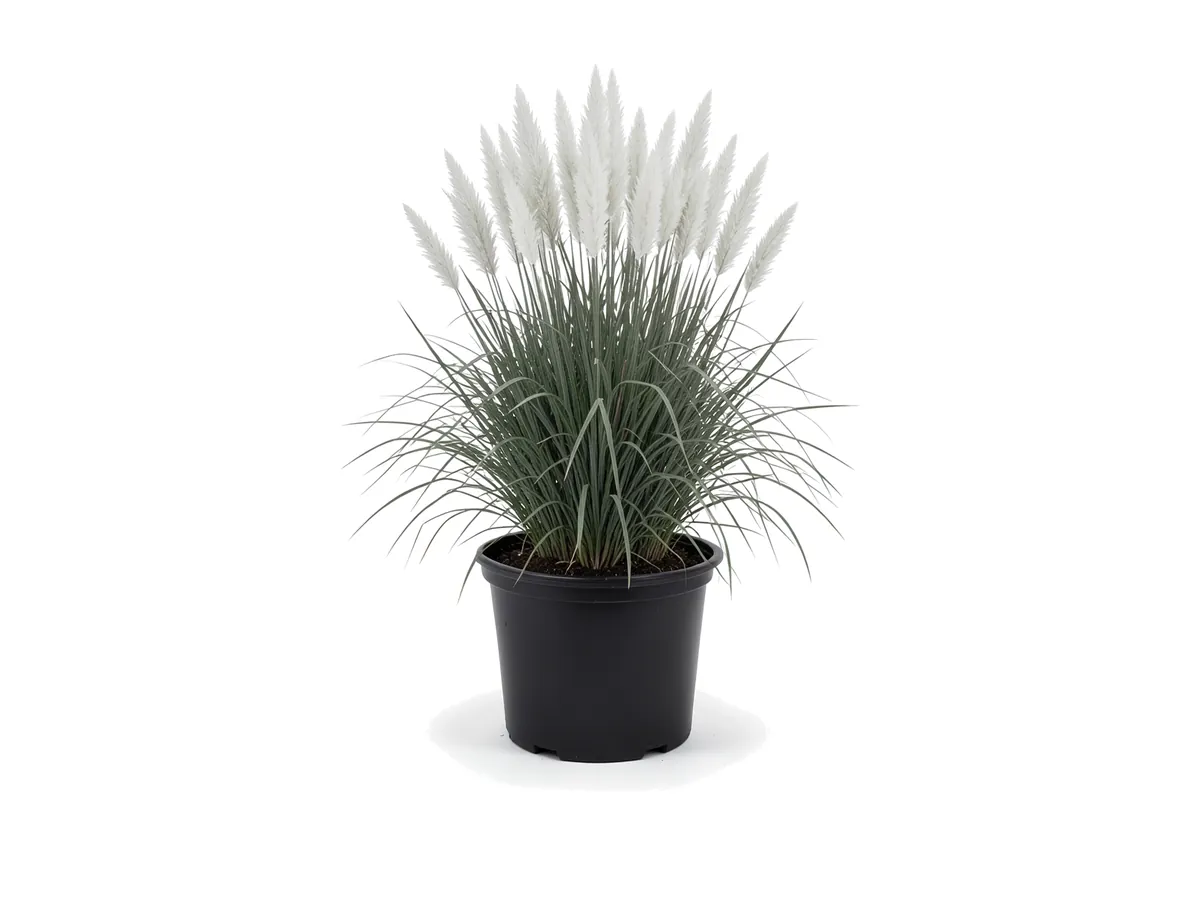 White Pampas Grass