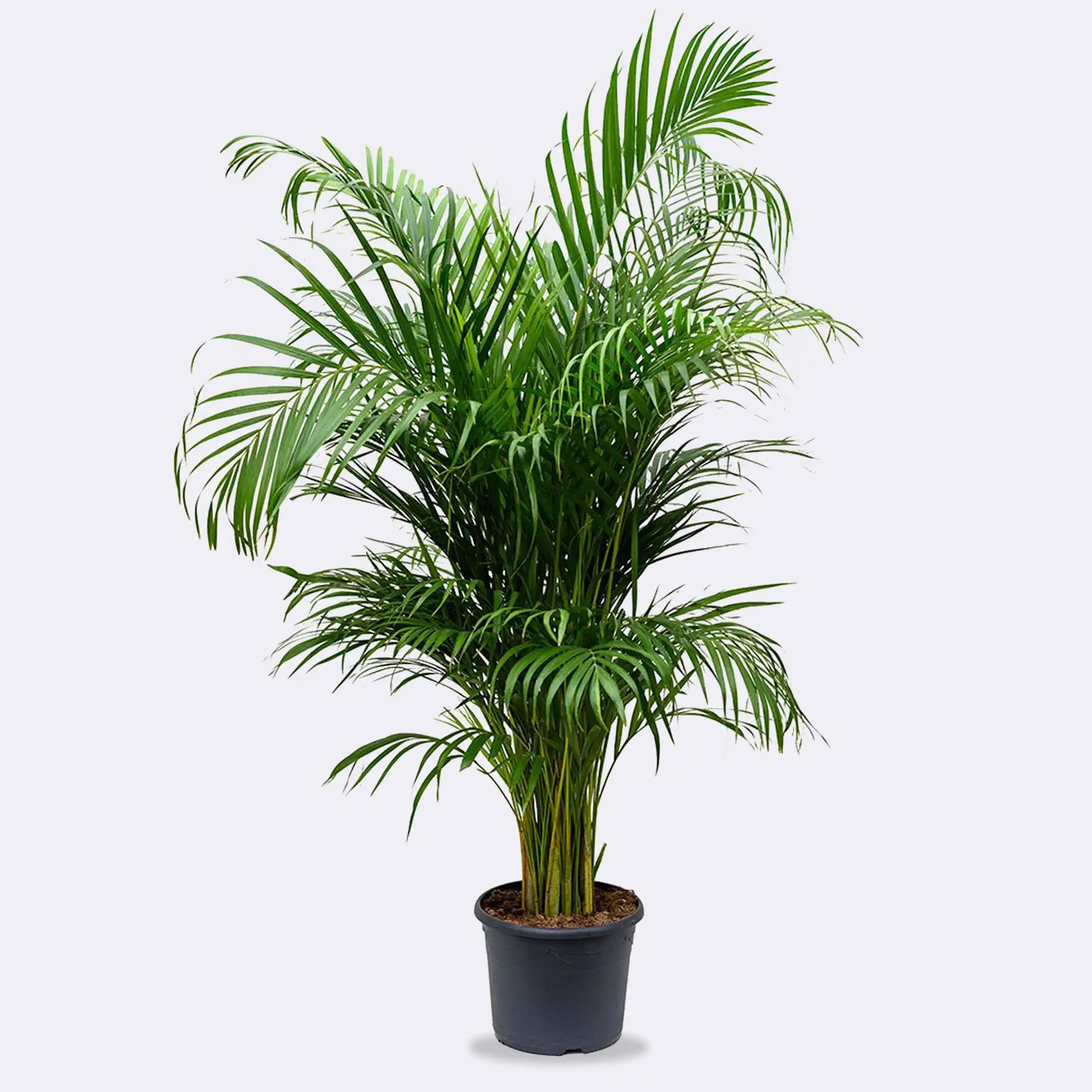 Areca Palm