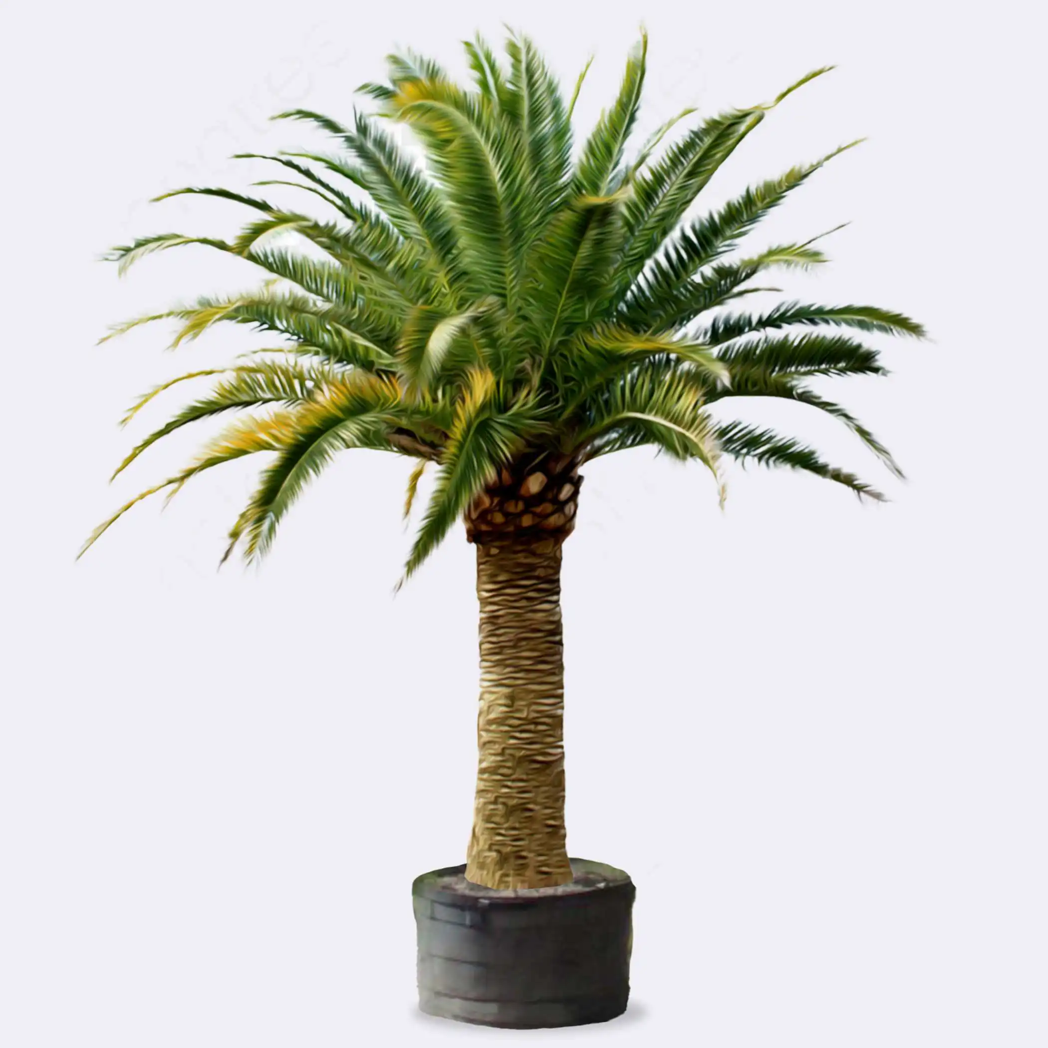 Canary Island Date Palm