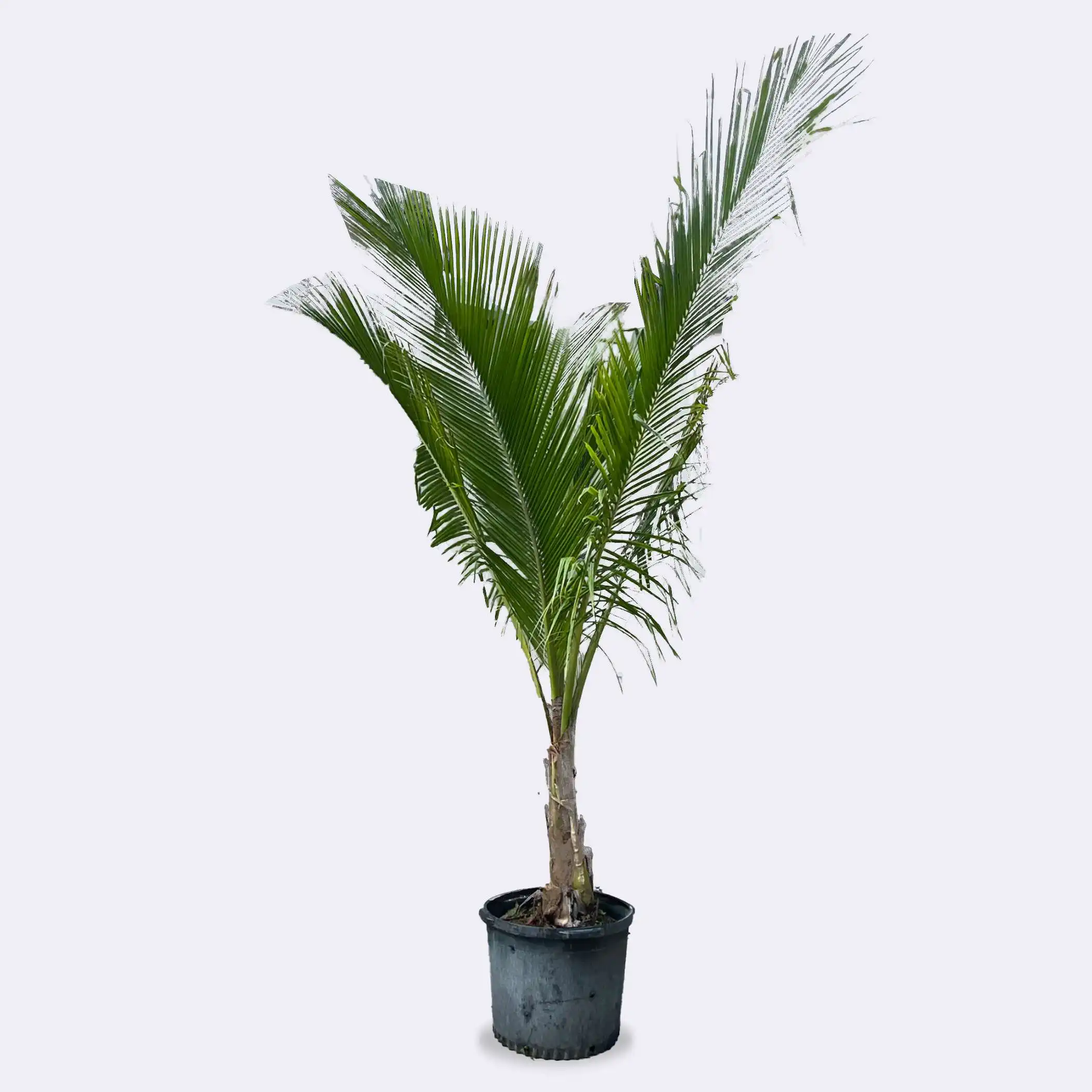 Coconut Palm