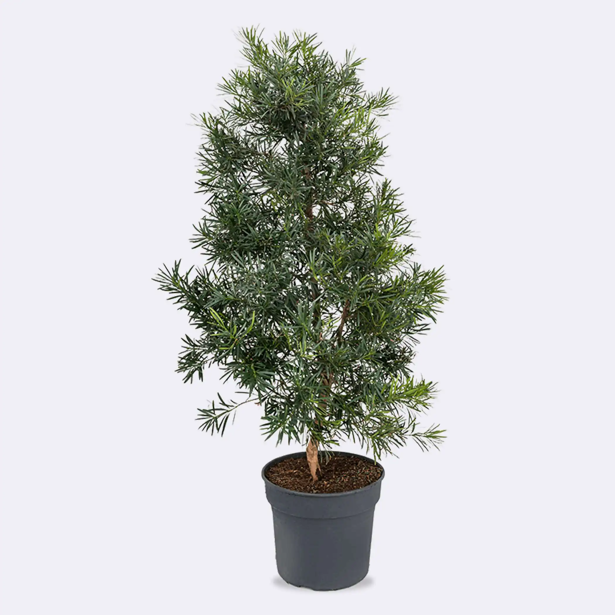 Podocarpus