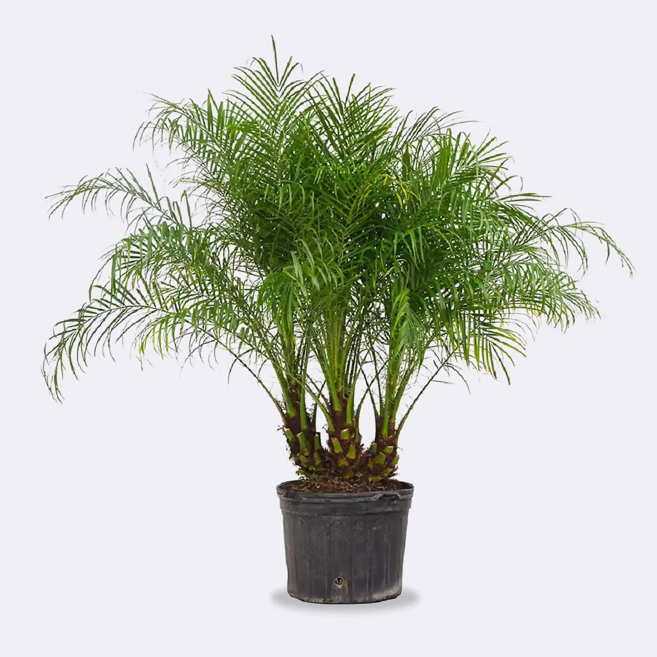 Pygmy Date Palm