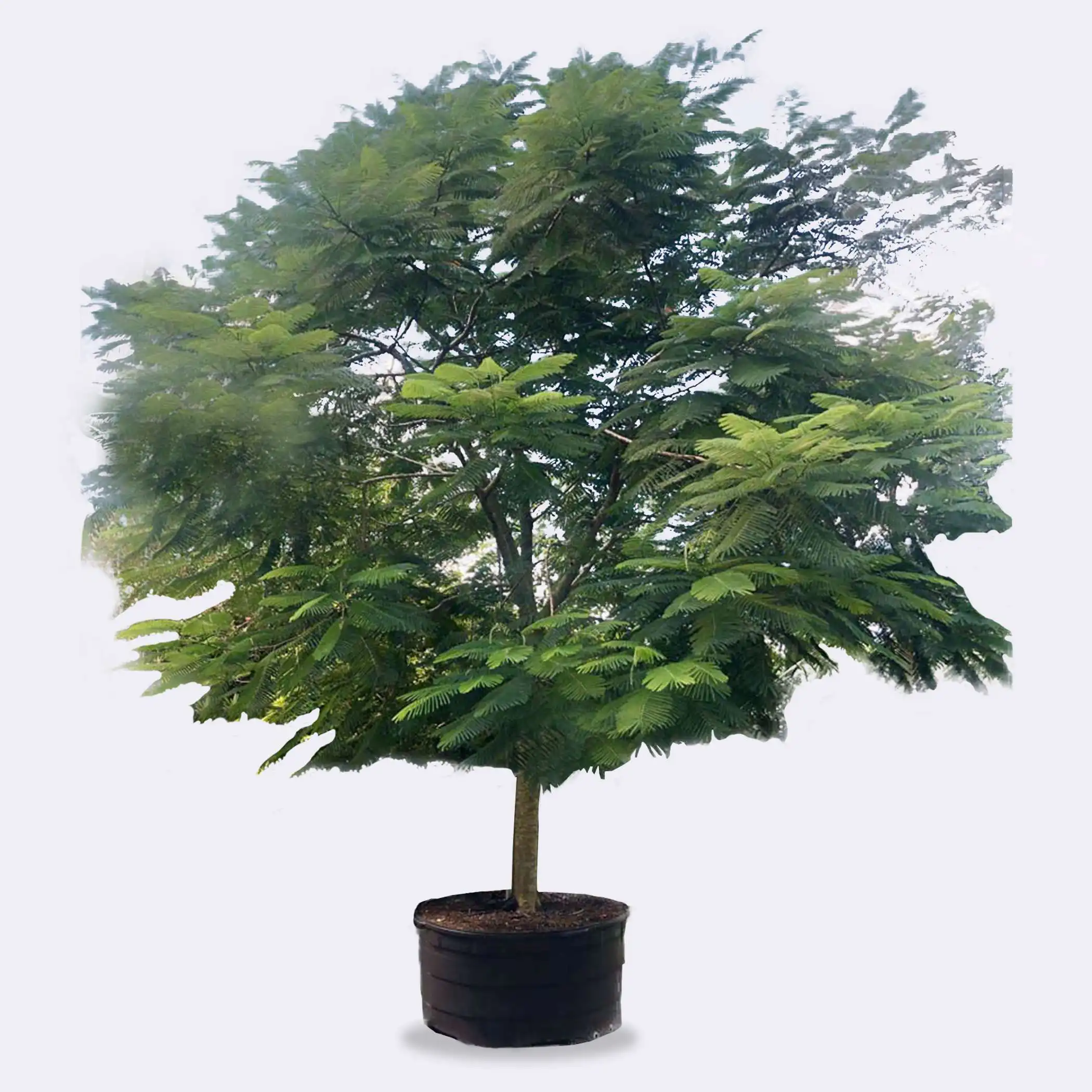 Dwarf Royal Poinciana