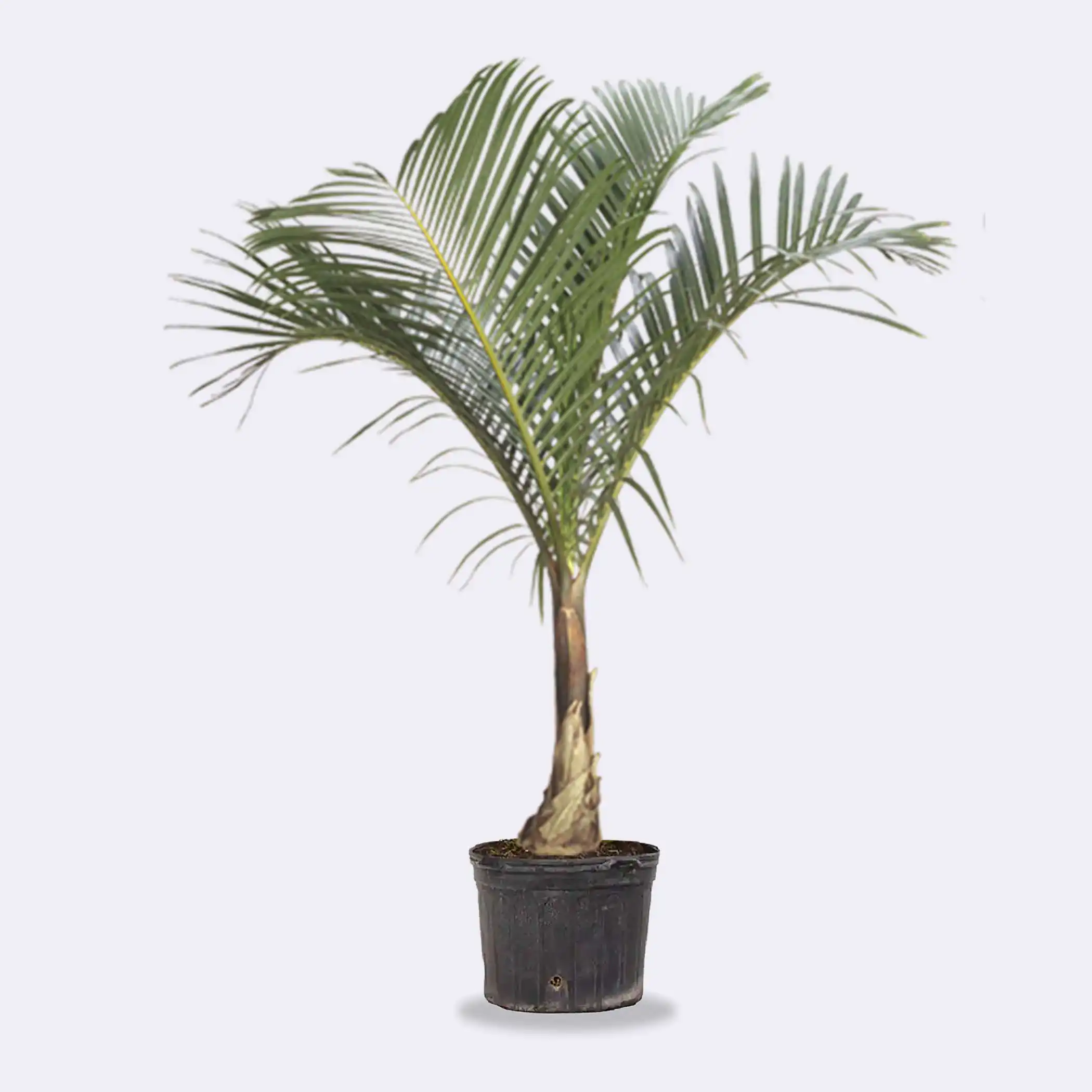 Spindle Palm