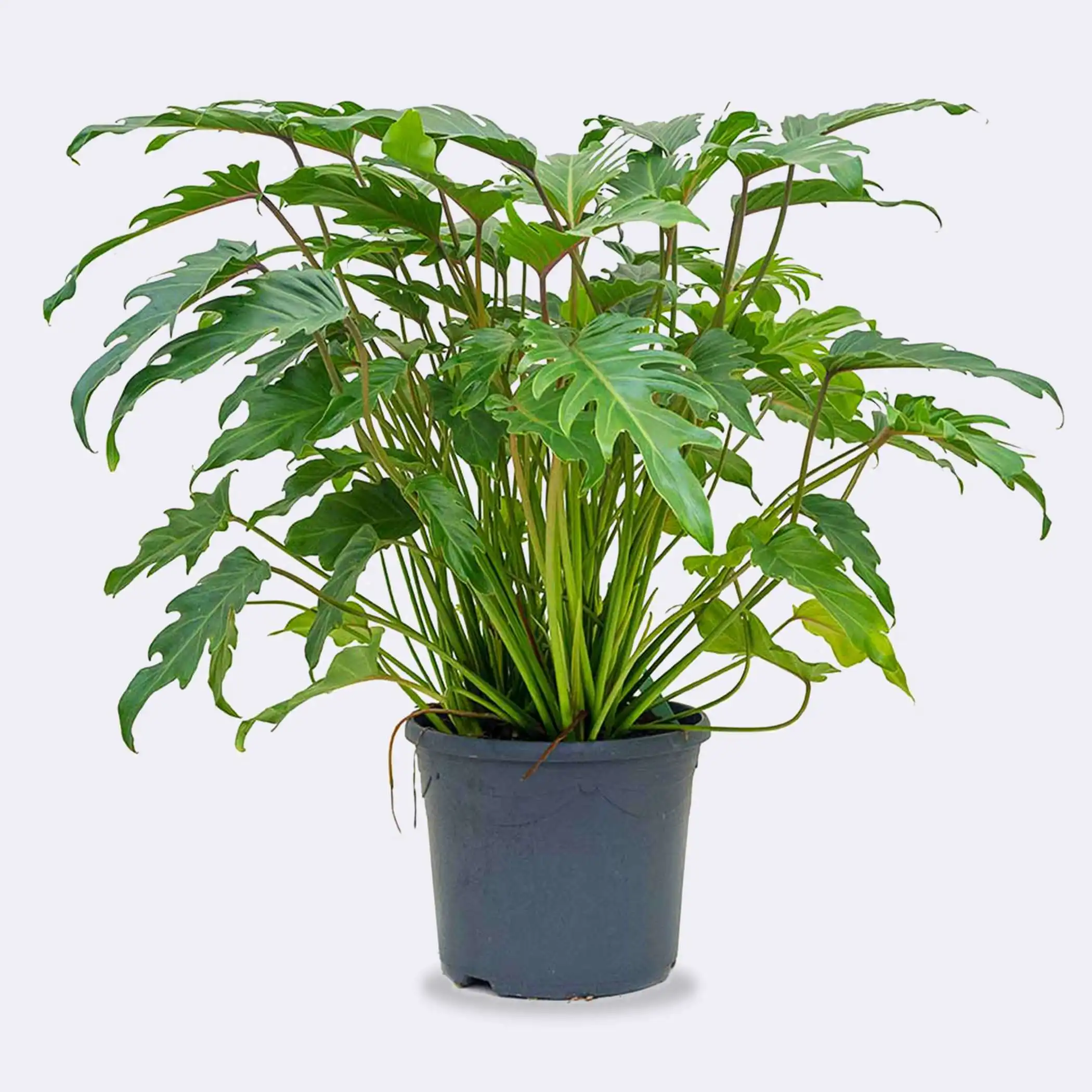 Philodendron Selloum