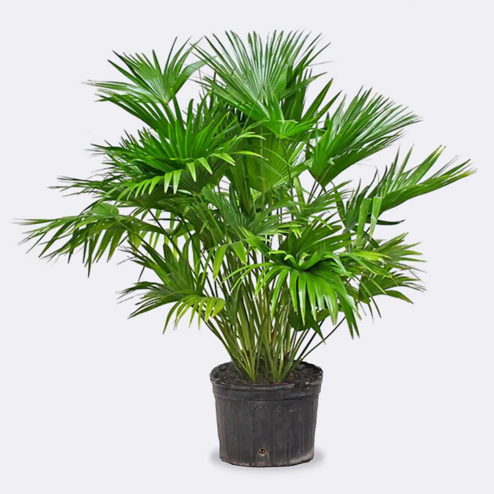 Chinese Fan Palm