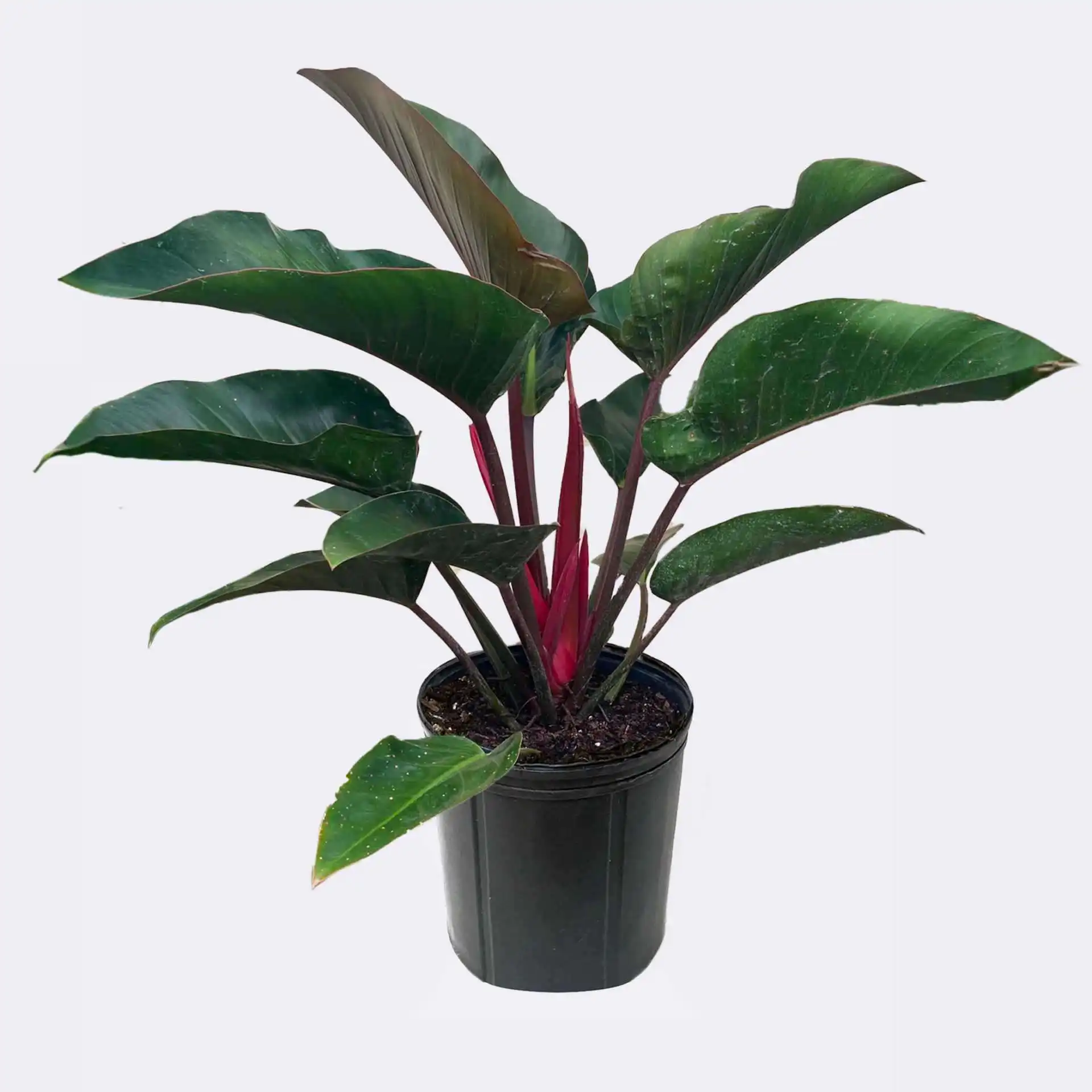 Philodendron Red Congo
