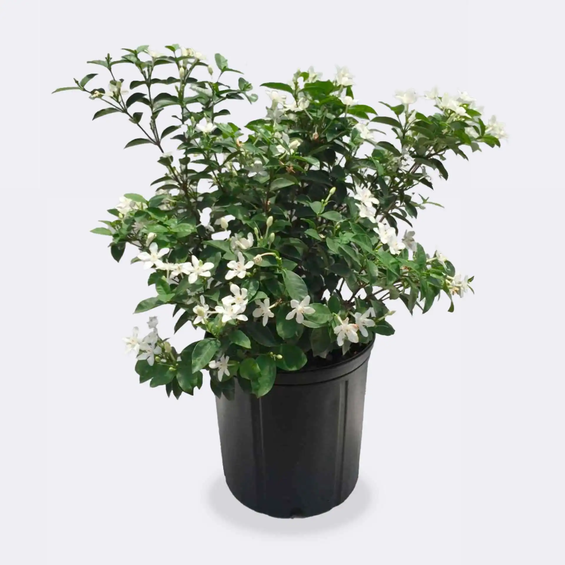 Asian Snow (Mussaenda)