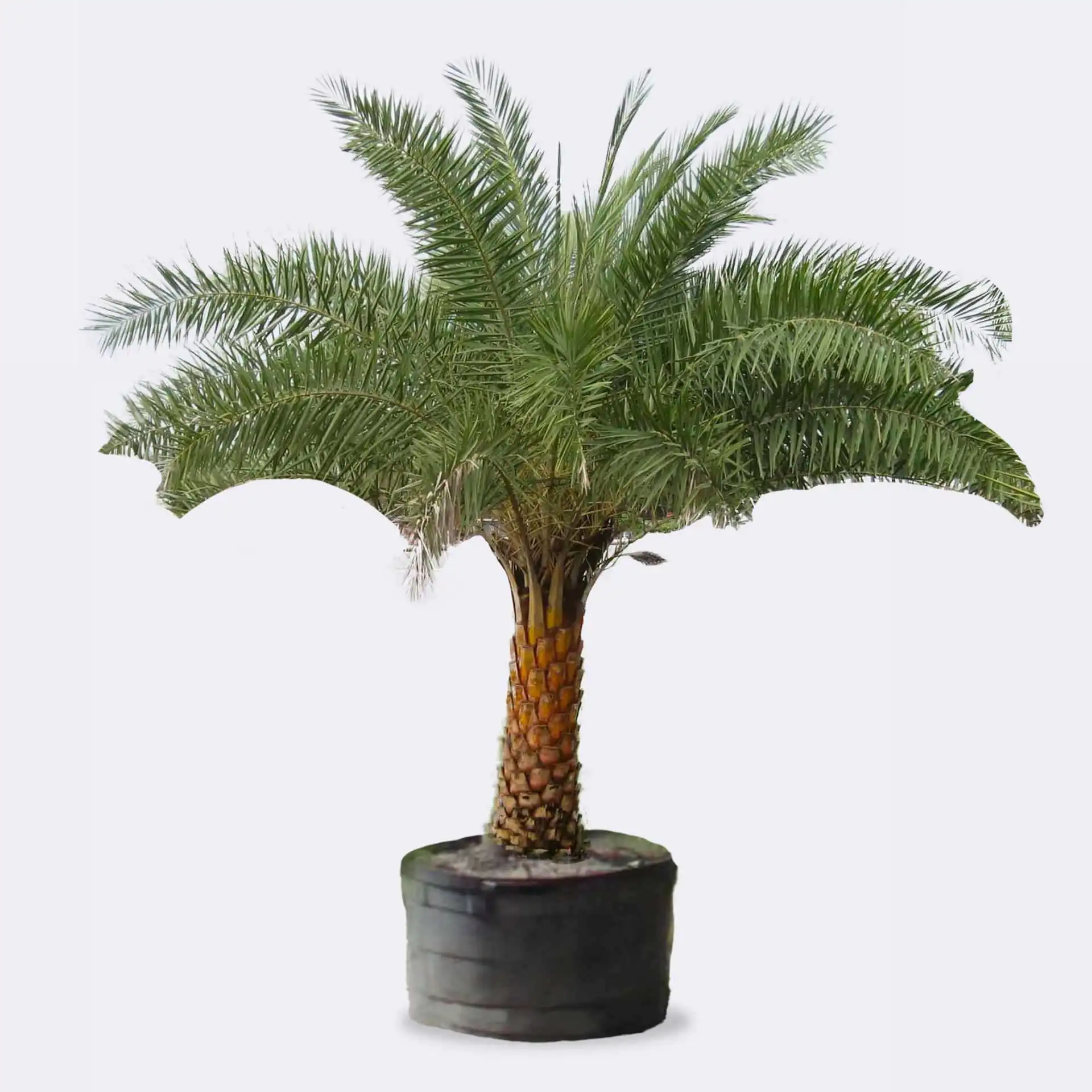 Sylvester Palm