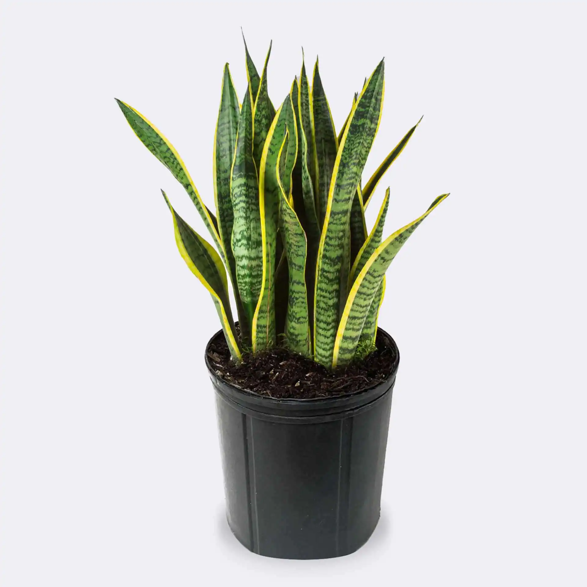 Snake Plant