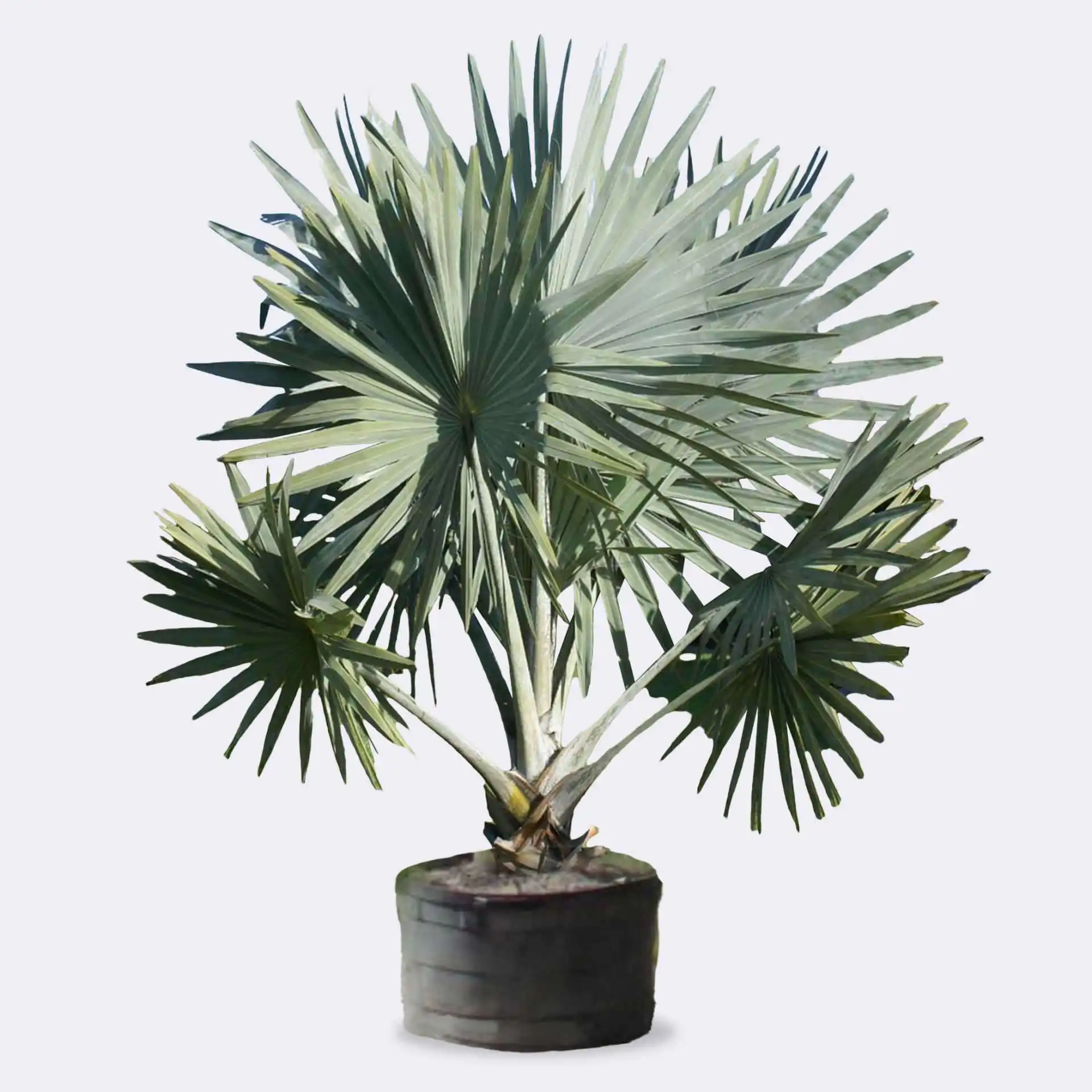 Bismarck Palm