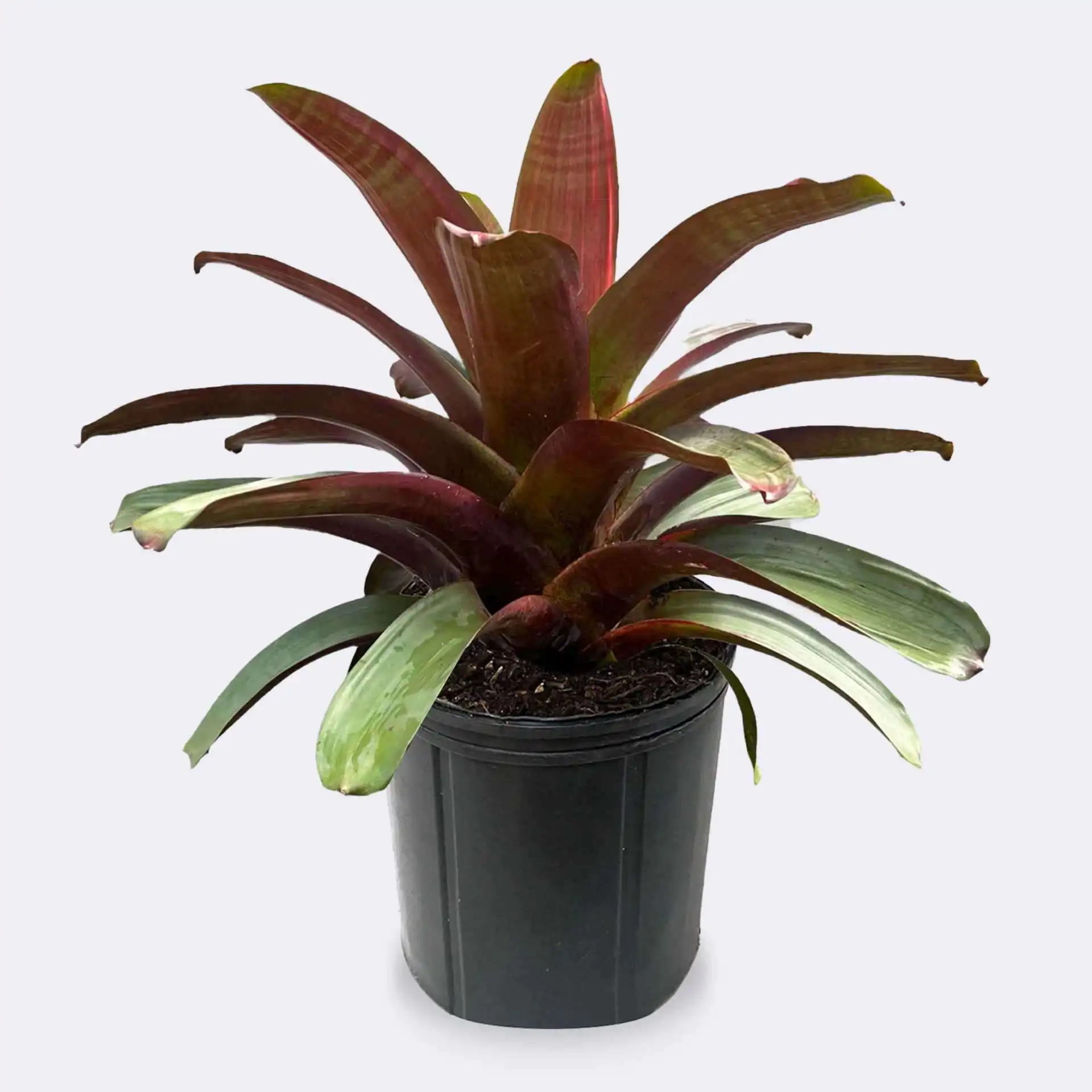 Bromeliad