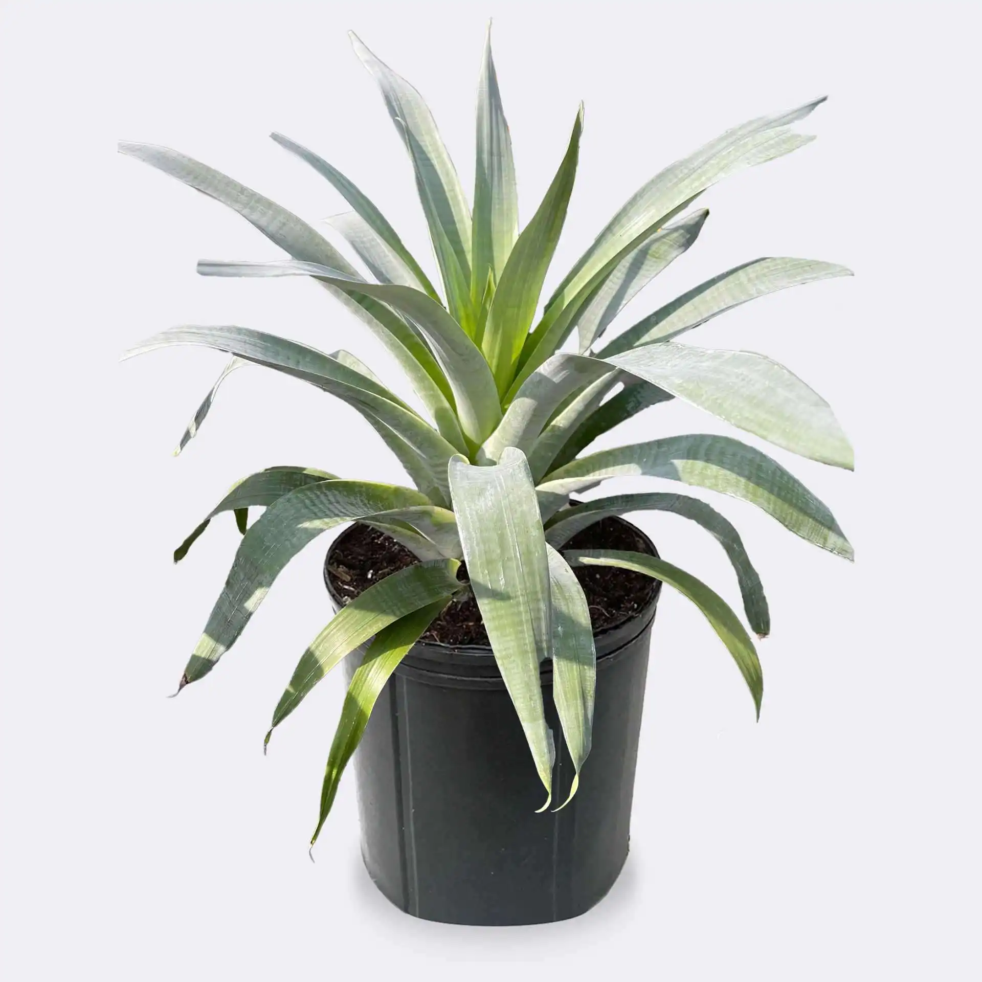 Bromeliad Grey Adorata