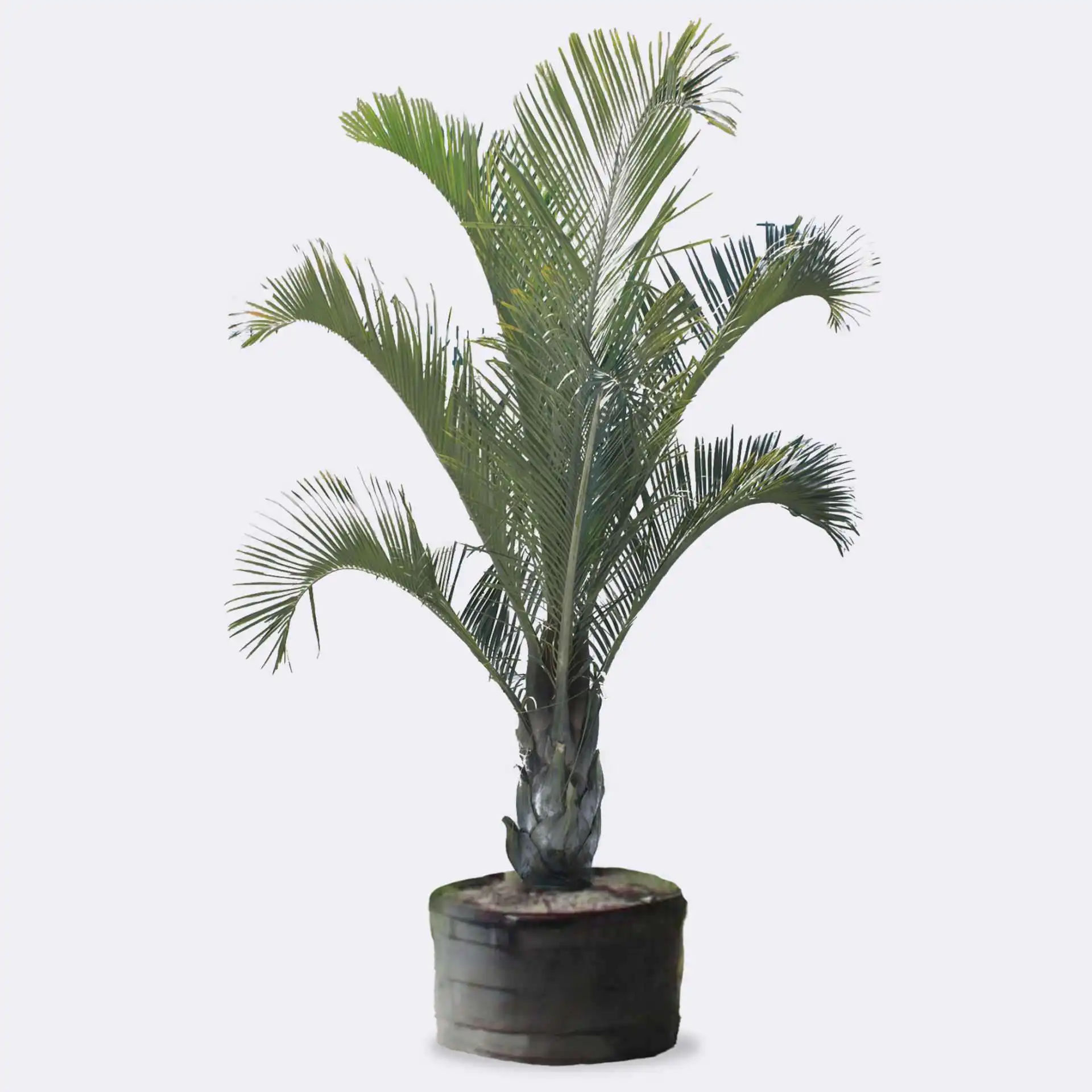 Triangle Palm