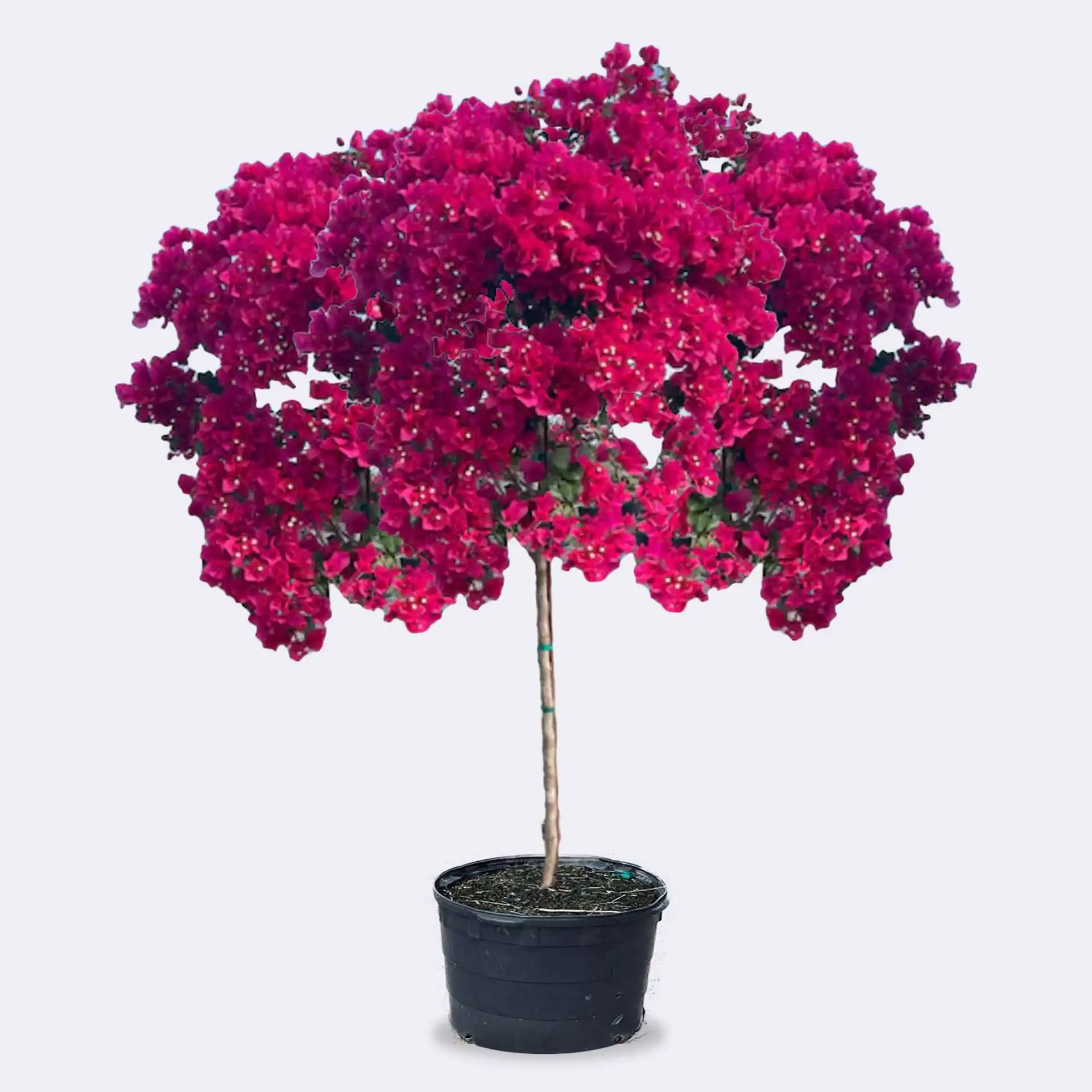 Bougainvillea Tree