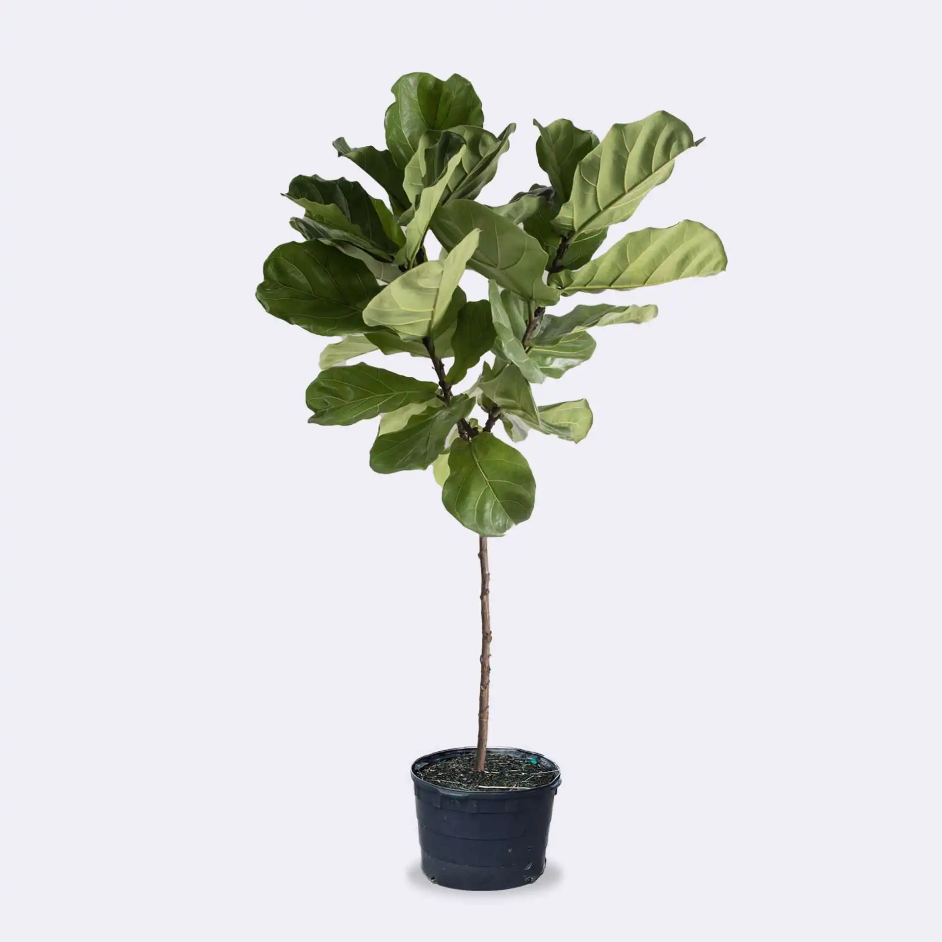Ficus Lyrata (Fiddle Leaf Fig)