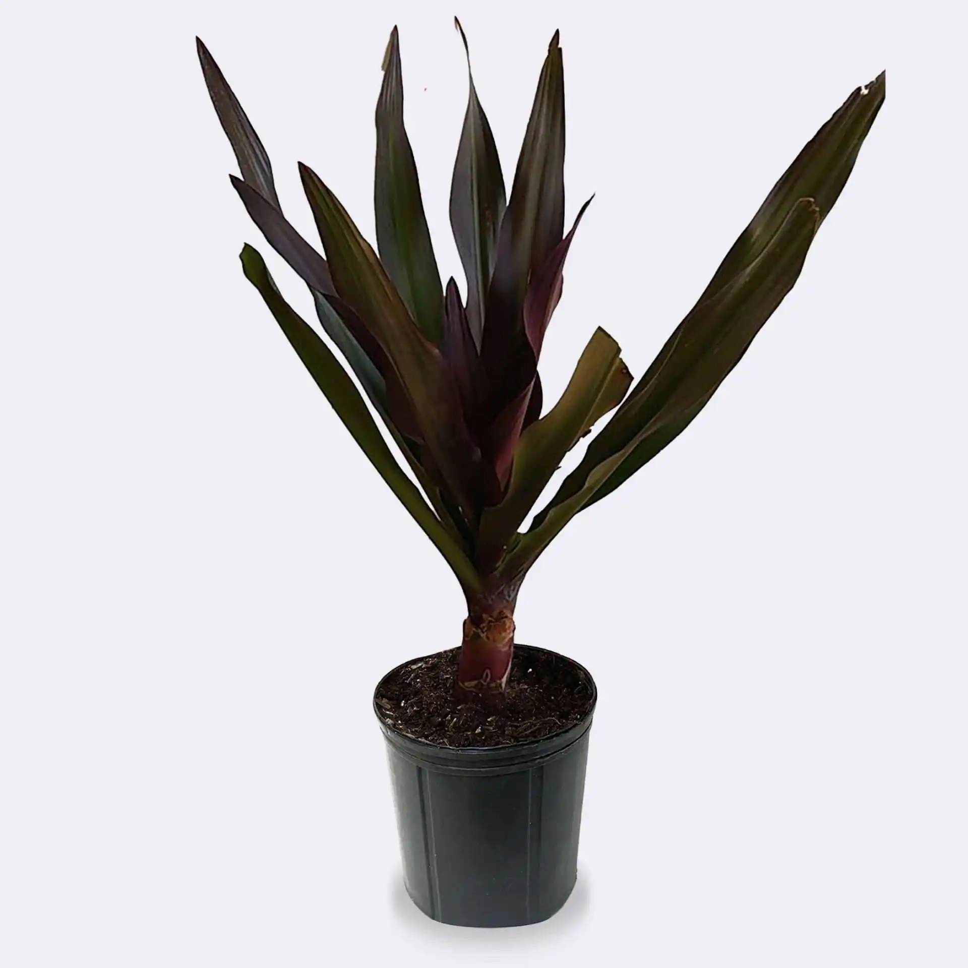 Queen Emma Lily Green